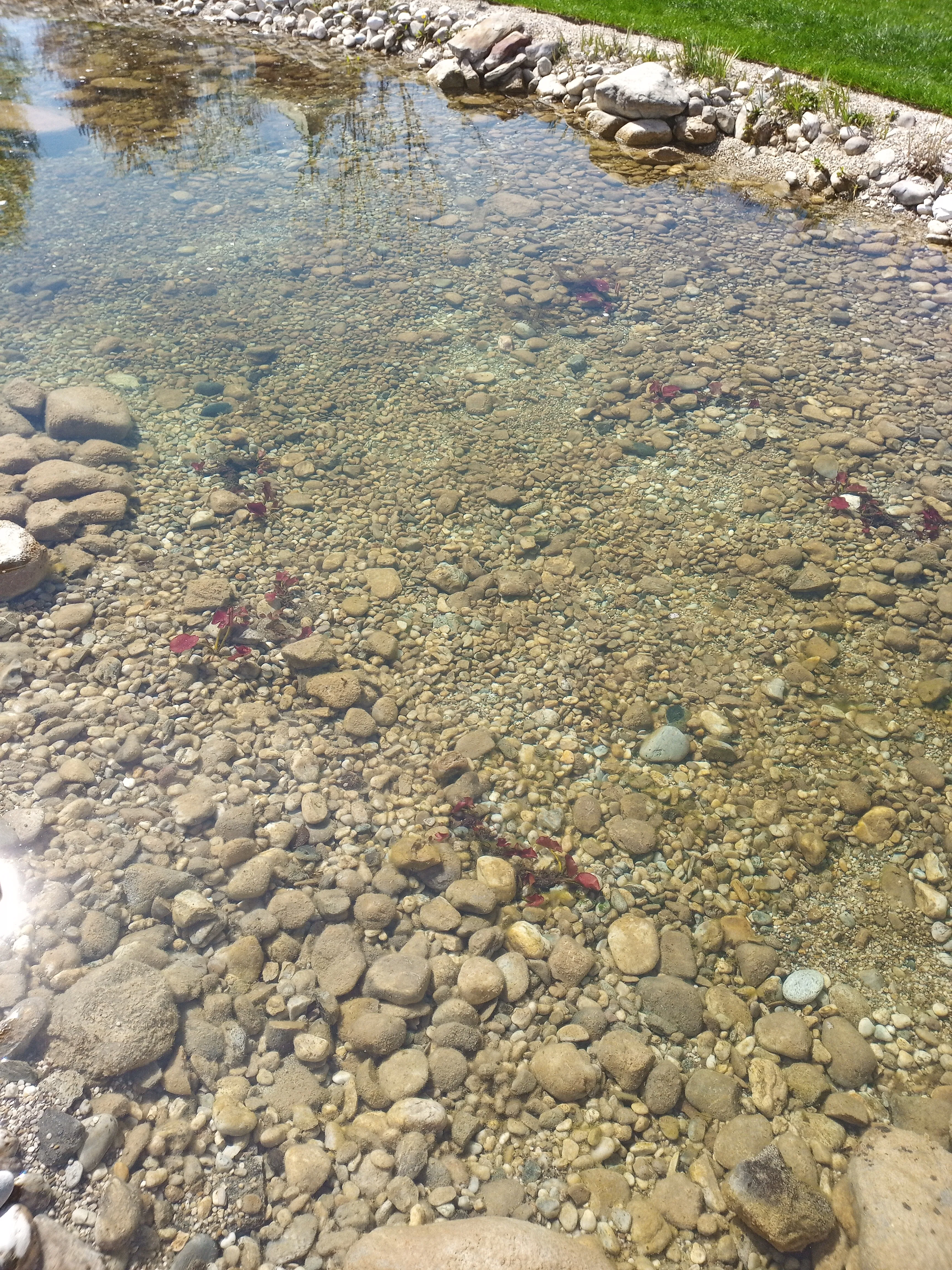 Naturnaher Schwimmteich