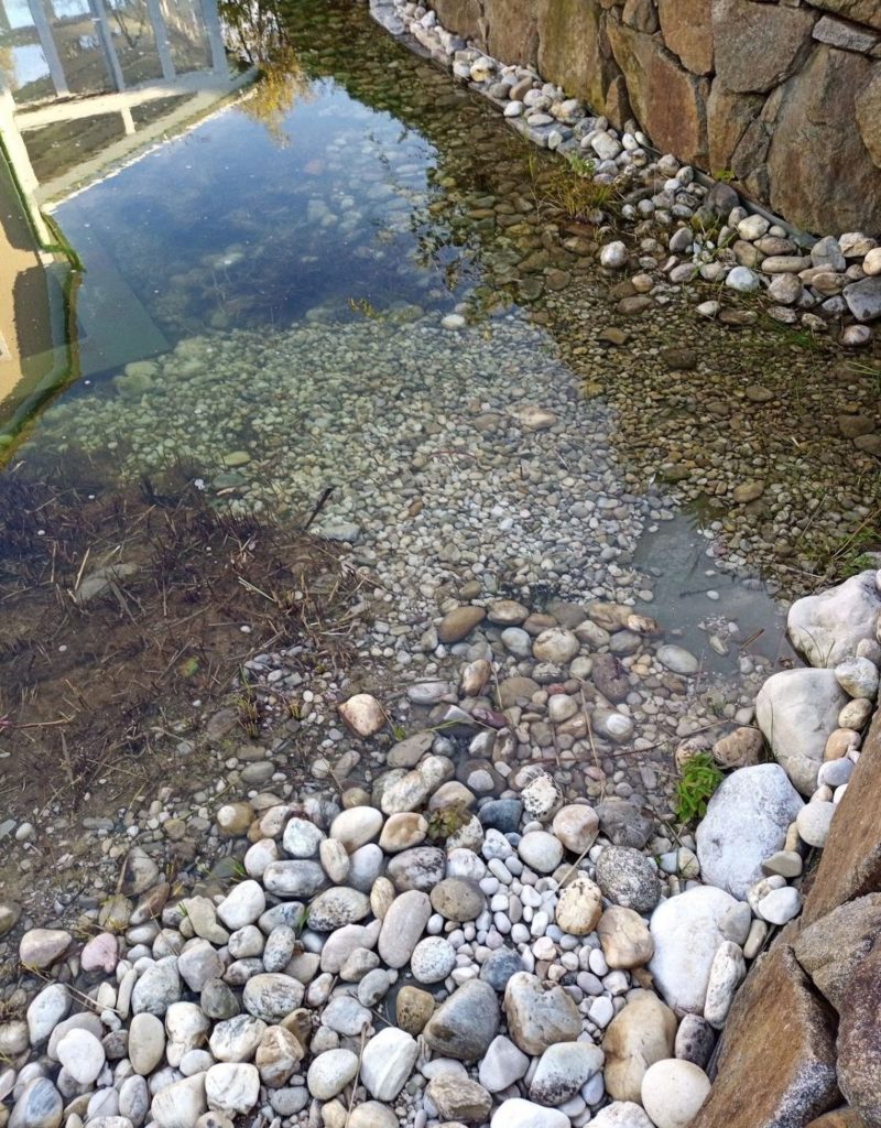 gereinigtes Schwimmteichufer
