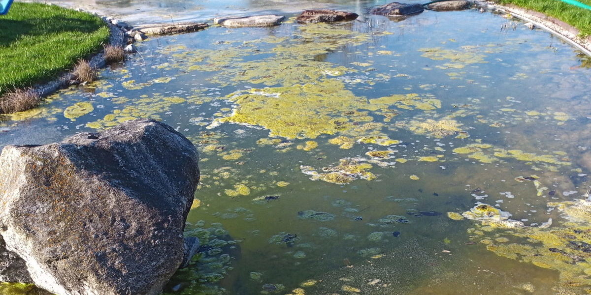 ungereinigter Teich vergleich
