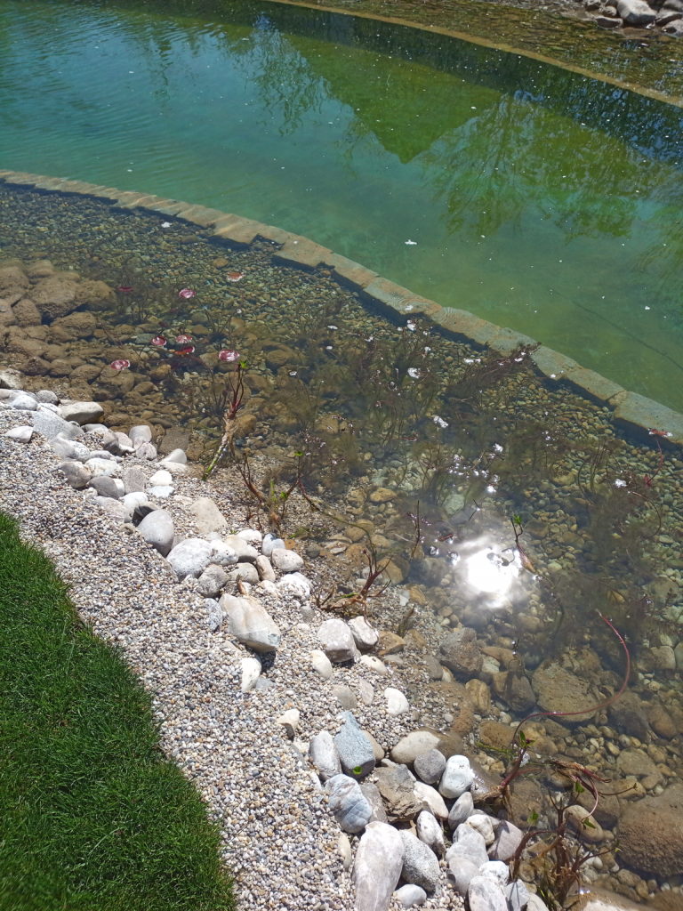 gereinigter Teich 5
